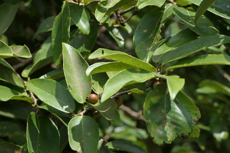Bridelia retusa, photographed by Dinesh Valke