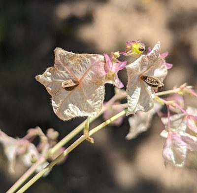 Mirabilis linearis, photographed by Dominic Gentilcore