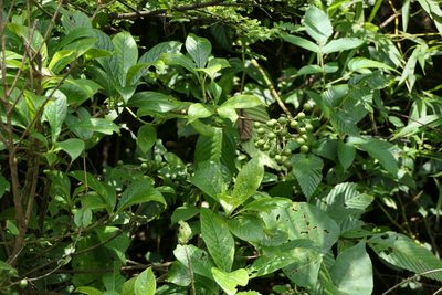 Pavetta crassicaulis, photographed by Dinesh Valke