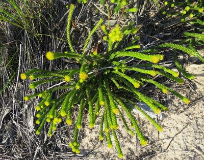 Agathosma eriantha, photographed by Di Turner
