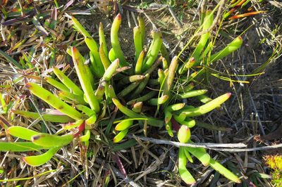 Carpobrotus muirii, photographed by Di Turner