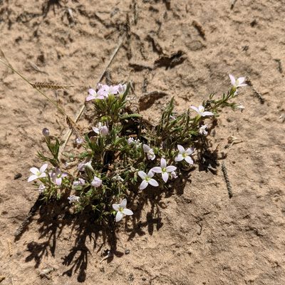 Houstonia acerosa, photographed by Dominic Gentilcore