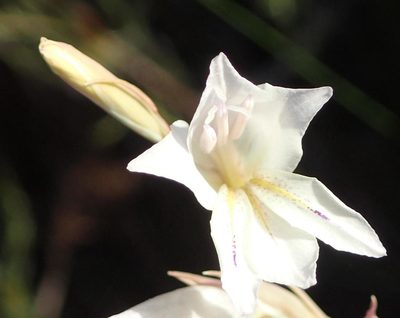Gladiolus vaginatus, photographed by Nicola van Berkel