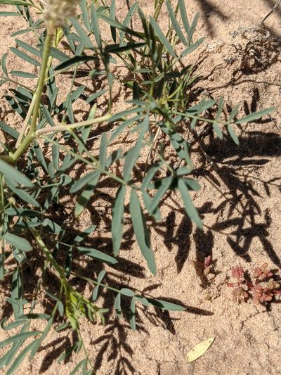 Dalea cylindriceps, photographed by Dominic Gentilcore