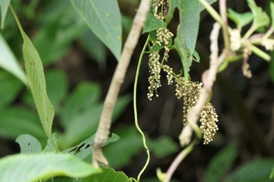 Dioscorea pentaphylla, photographed by Dinesh Valke
