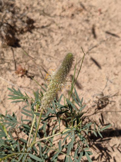 Dalea cylindriceps, photographed by Dominic Gentilcore