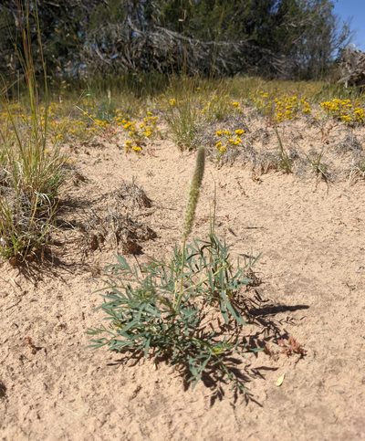 Dalea cylindriceps, photographed by Dominic Gentilcore
