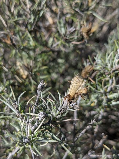 Tetradymia filifolia, photographed by Dominic Gentilcore