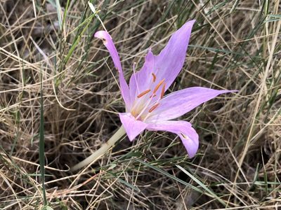 Colchicum haynaldii, photographed by Pavel Kacl