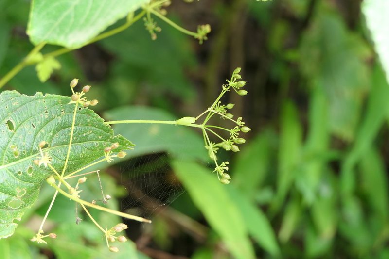 Pinda concanensis, photographed by Dinesh Valke