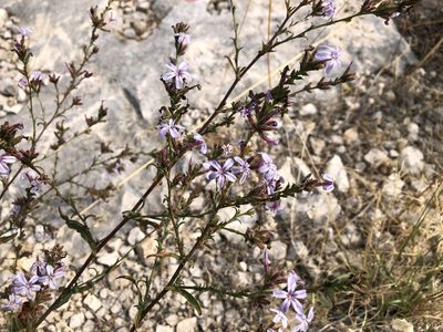 Plumbago europaea, photographed by Pavel Kacl