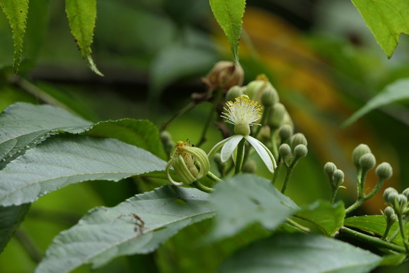 Grewia serrulata, photographed by Dinesh Valke