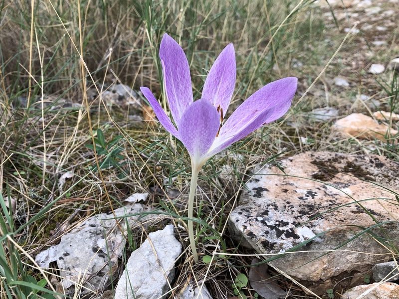 Colchicum haynaldii, photographed by Pavel Kacl