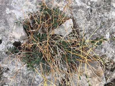 Euphorbia spinosa, photographed by Pavel Kacl