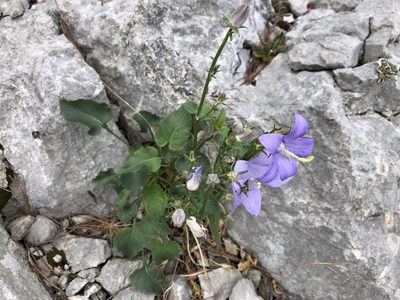 Campanula pyramidalis, photographed by Pavel Kacl