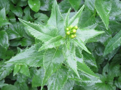 Senecio triangularis, photographed by Erin Springinotic