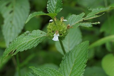 Leucas ciliata, photographed by Dinesh Valke