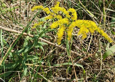 Solidago nemoralis, photographed by Whitney Mattila