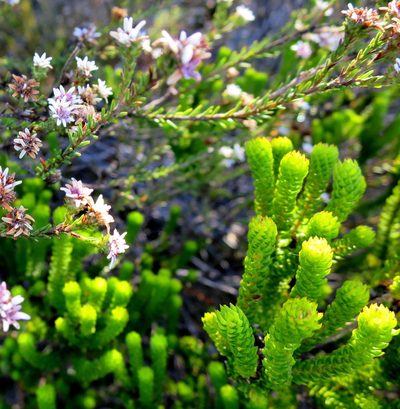 Agathosma eriantha, photographed by Di Turner
