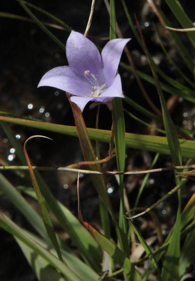 Wahlenbergia rivularis, photographed by Tony Rebelo