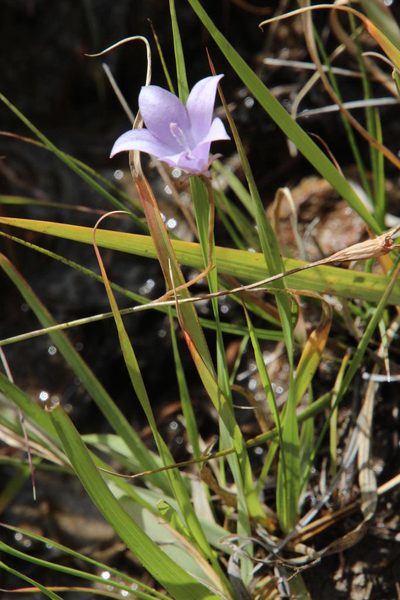 Wahlenbergia rivularis, photographed by Tony Rebelo