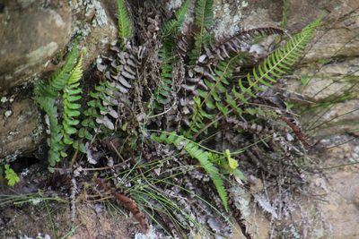 Blechnum australe, photographed by Tony Rebelo