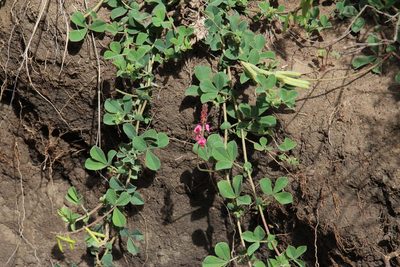 Indigofera alpina, photographed by Tony Rebelo