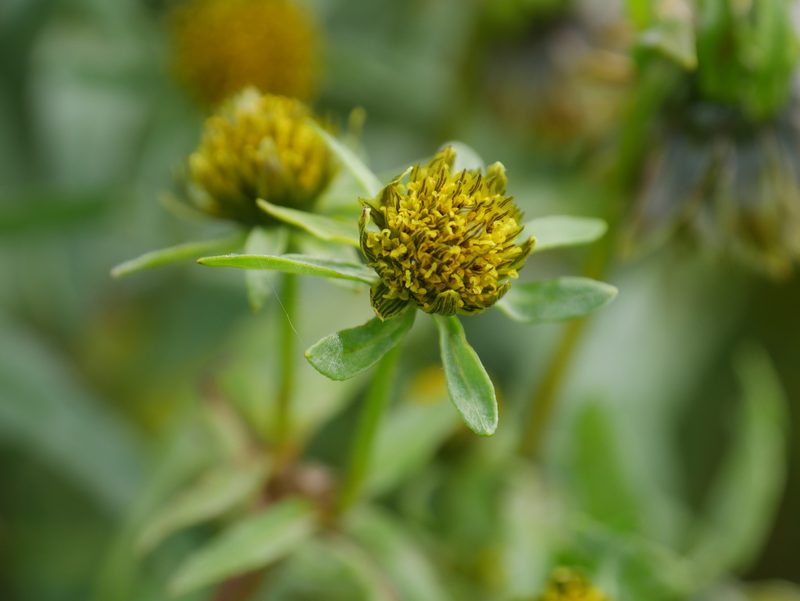 Bidens cernua, photographed by Johan Kjær Prehn