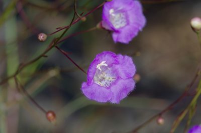 Agalinis edwardsiana, photographed by Michelle W. （鍾偉瑋）