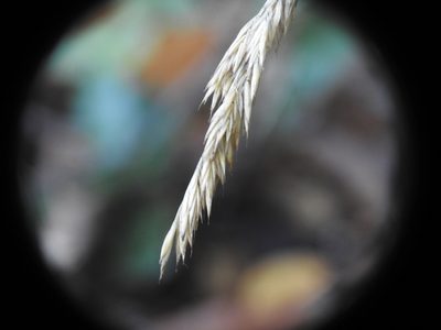 Festuca arvernensis, photographed by Yves Bas