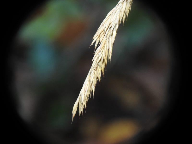Festuca arvernensis, photographed by Yves Bas