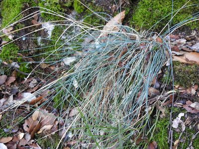 Festuca arvernensis, photographed by Yves Bas