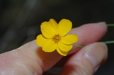 Thelesperma simplicifolium, photographed by Michelle W. （鍾偉瑋）