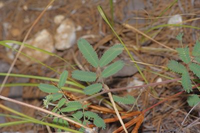 Desmanthus velutinus, photographed by Michelle W. （鍾偉瑋）