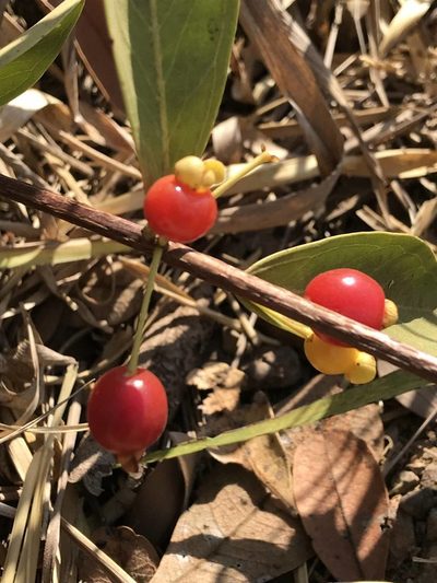 Eugenia punicifolia, photographed by Mario Barroso