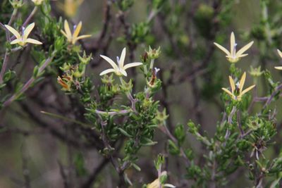 Wahlenbergia albens, photographed by Tony Rebelo