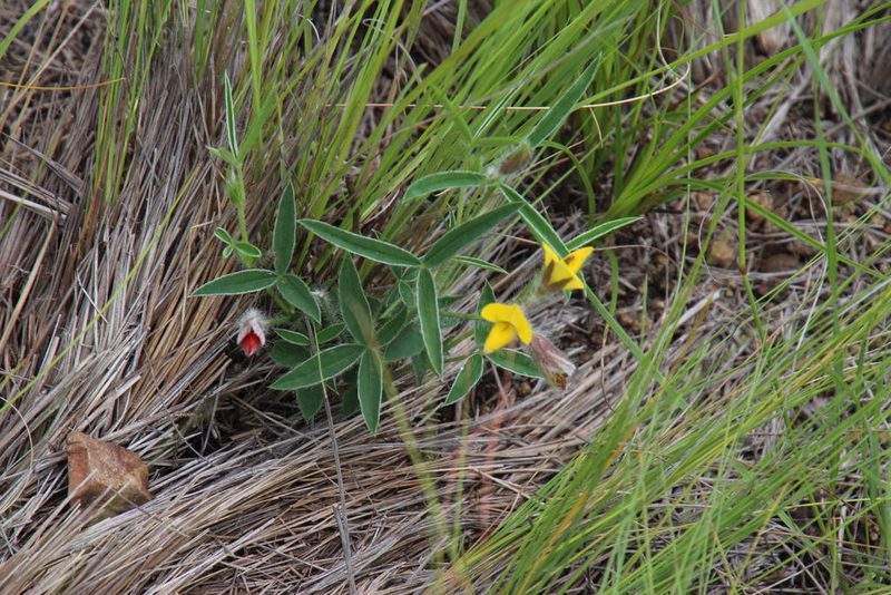 Argyrolobium pauciflorum, photographed by Tony Rebelo