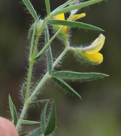 Argyrolobium pauciflorum, photographed by Tony Rebelo