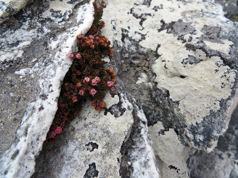 Erica petrophila, photographed by linkie