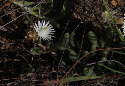 Delosperma lootsbergense, photographed by Tony Rebelo