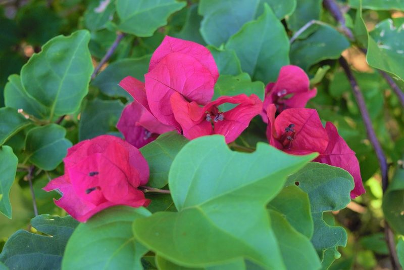 Bougainvillea spectabilis, photographed by Anthony Batista