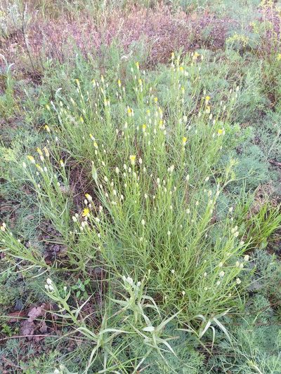 Gelasia ensifolia, photographed by Dmitriy Bochkov
