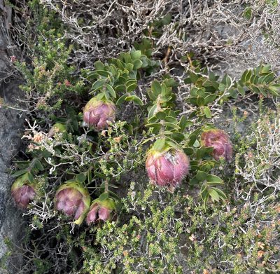 Liparia parva, photographed by Matt Berger