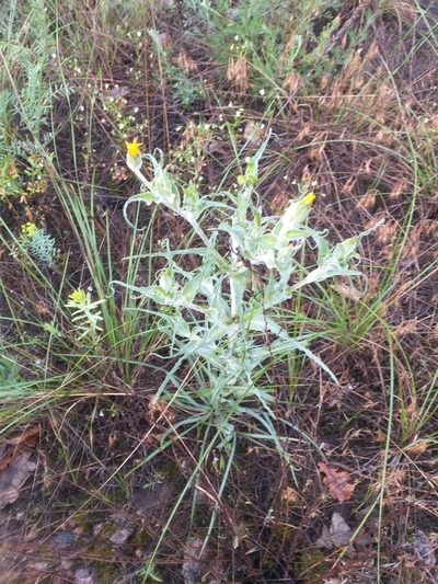 Tragopogon tanaiticus, photographed by Dmitriy Bochkov