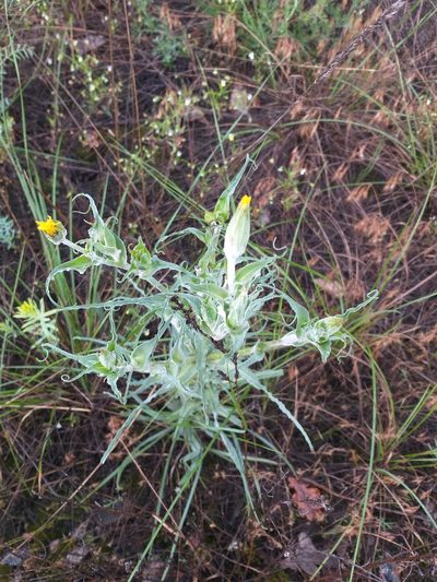 Tragopogon tanaiticus, photographed by Dmitriy Bochkov