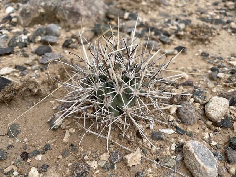 Sclerocactus cloverae, photographed by Bobby McCabe