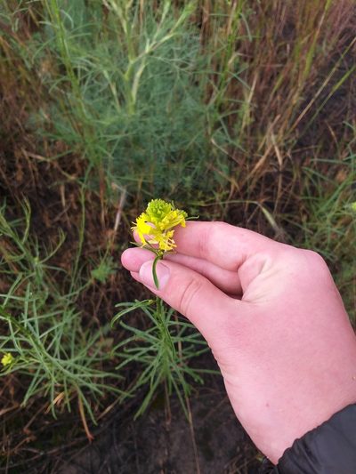 Erysimum quadrangulum, photographed by Dmitriy Bochkov