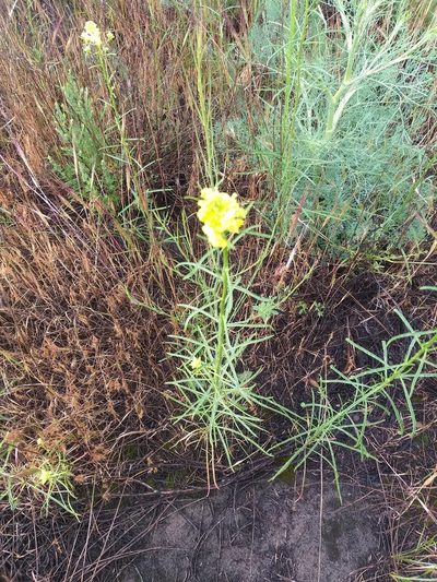 Erysimum quadrangulum, photographed by Dmitriy Bochkov