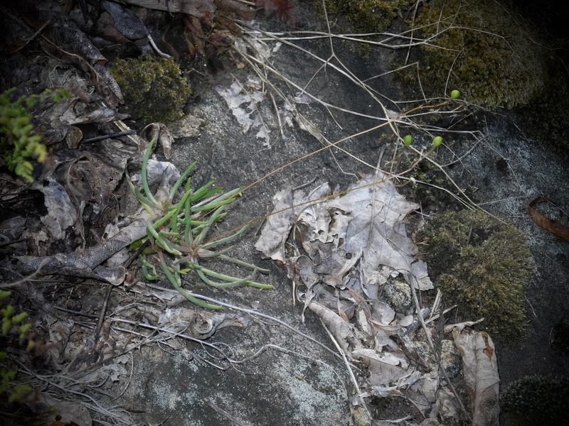 Phemeranthus teretifolius, photographed by Michael J. Papay