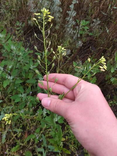 Camelina sativa, photographed by Dmitriy Bochkov